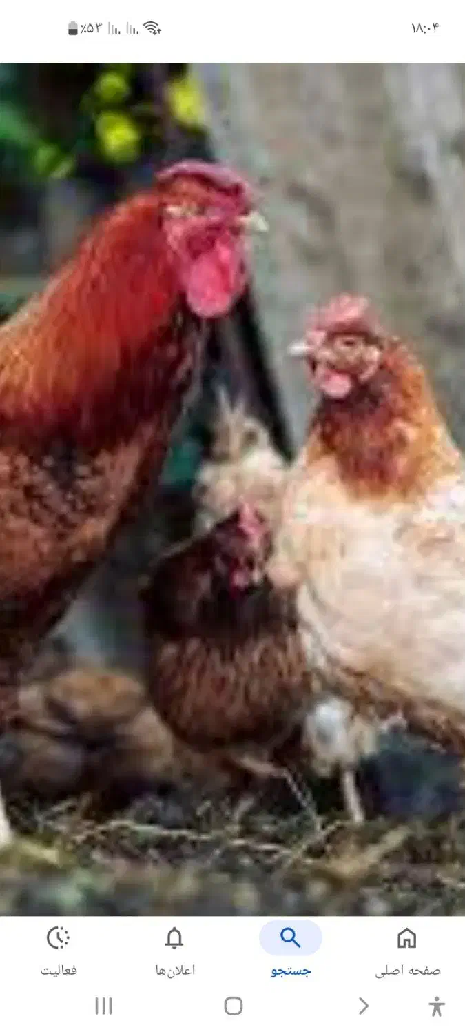 ده عداد مرغ خروس|حیوانات مزرعه|بردسیر, |دیوار