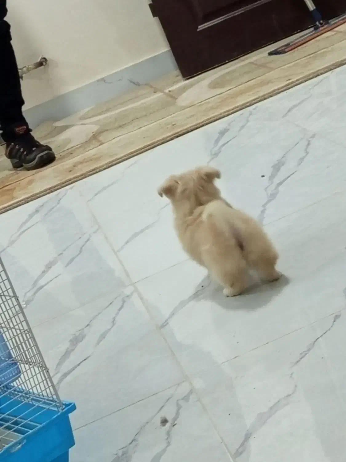 سگ پامرین|سگ|جلفا, |دیوار