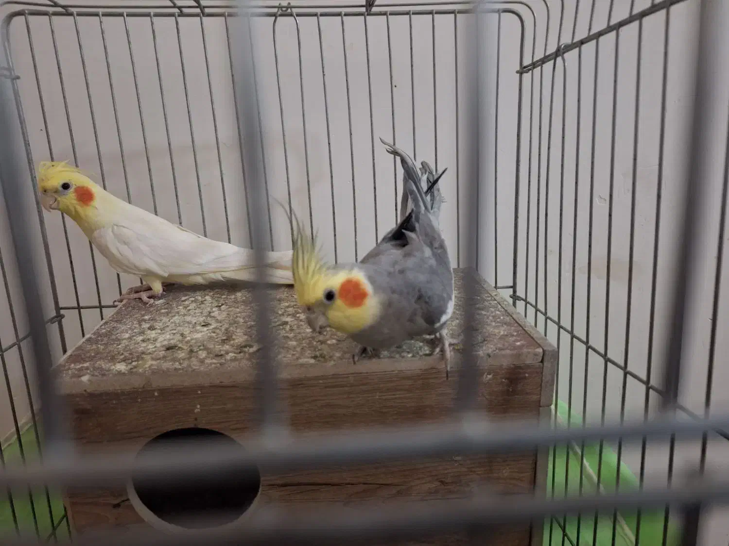 عروس هلندی|پرنده|کبودرآهنگ, |دیوار