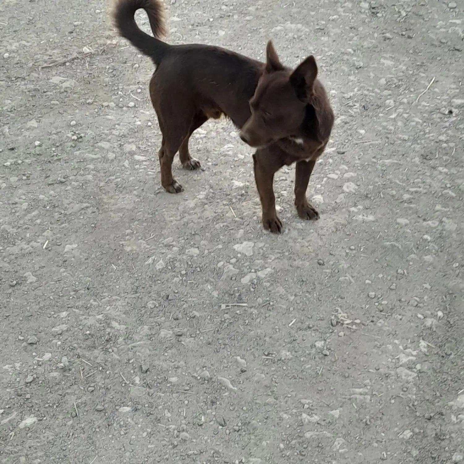 سگفندی|سگ|محمدبار, |دیوار