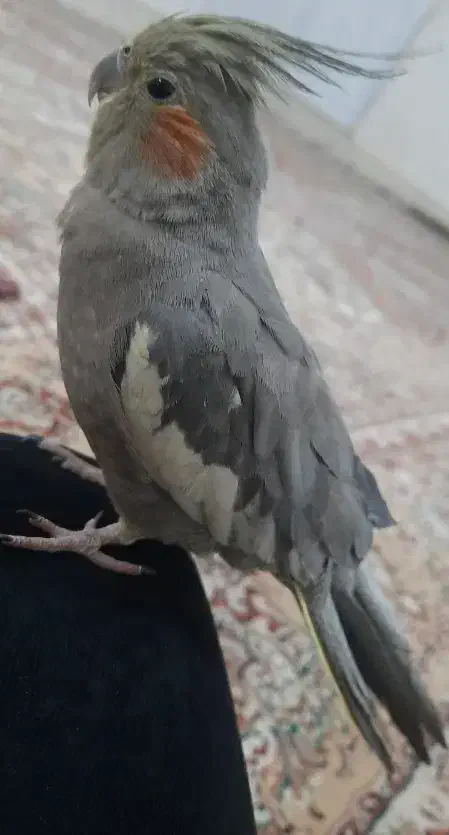 عروس هلندی|پرنده|بیرجند, |دیوار