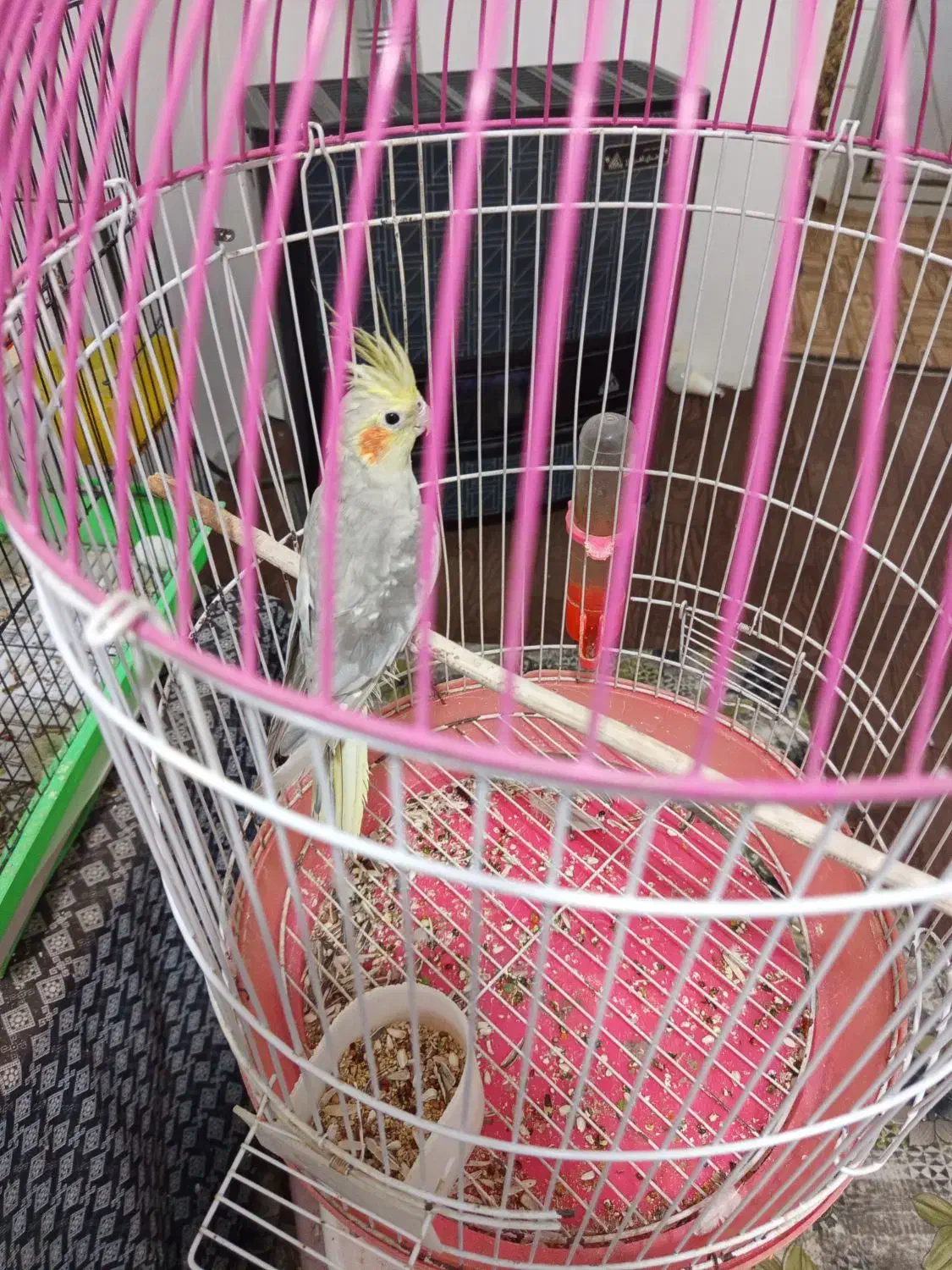 عروس هلندی سخنگو|پرنده|رودسر, |دیوار