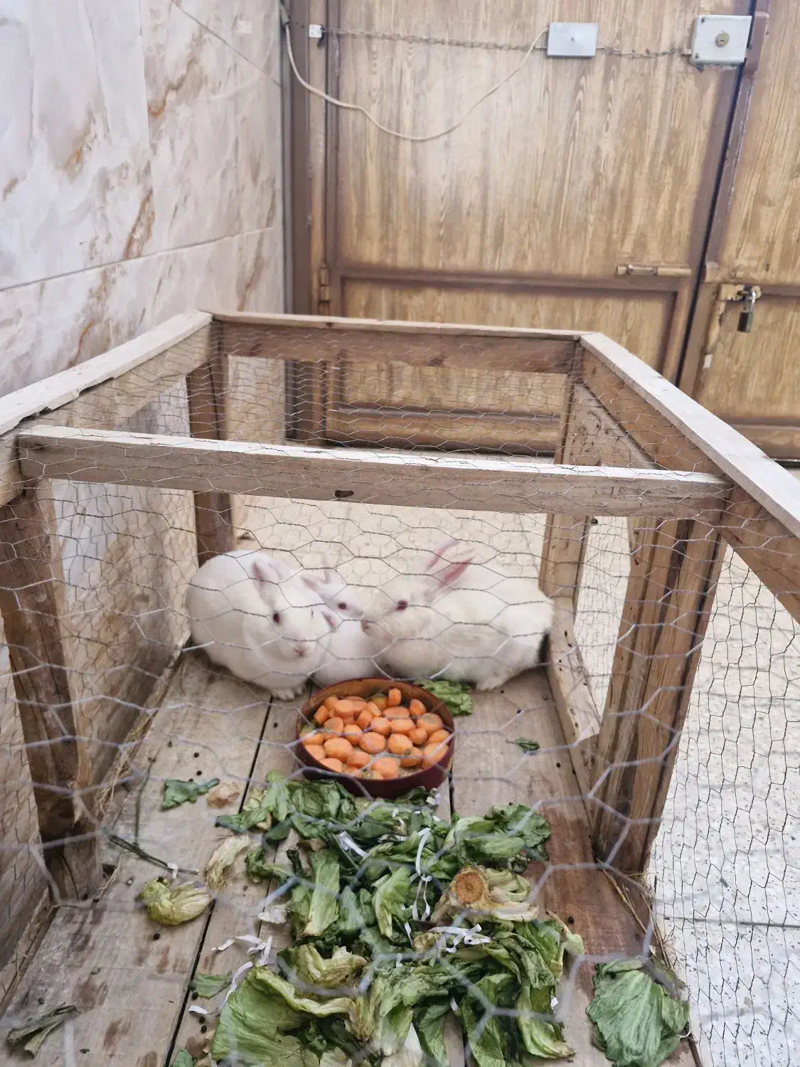 خرگوش|موش و خرگوش|مبارکه, |دیوار