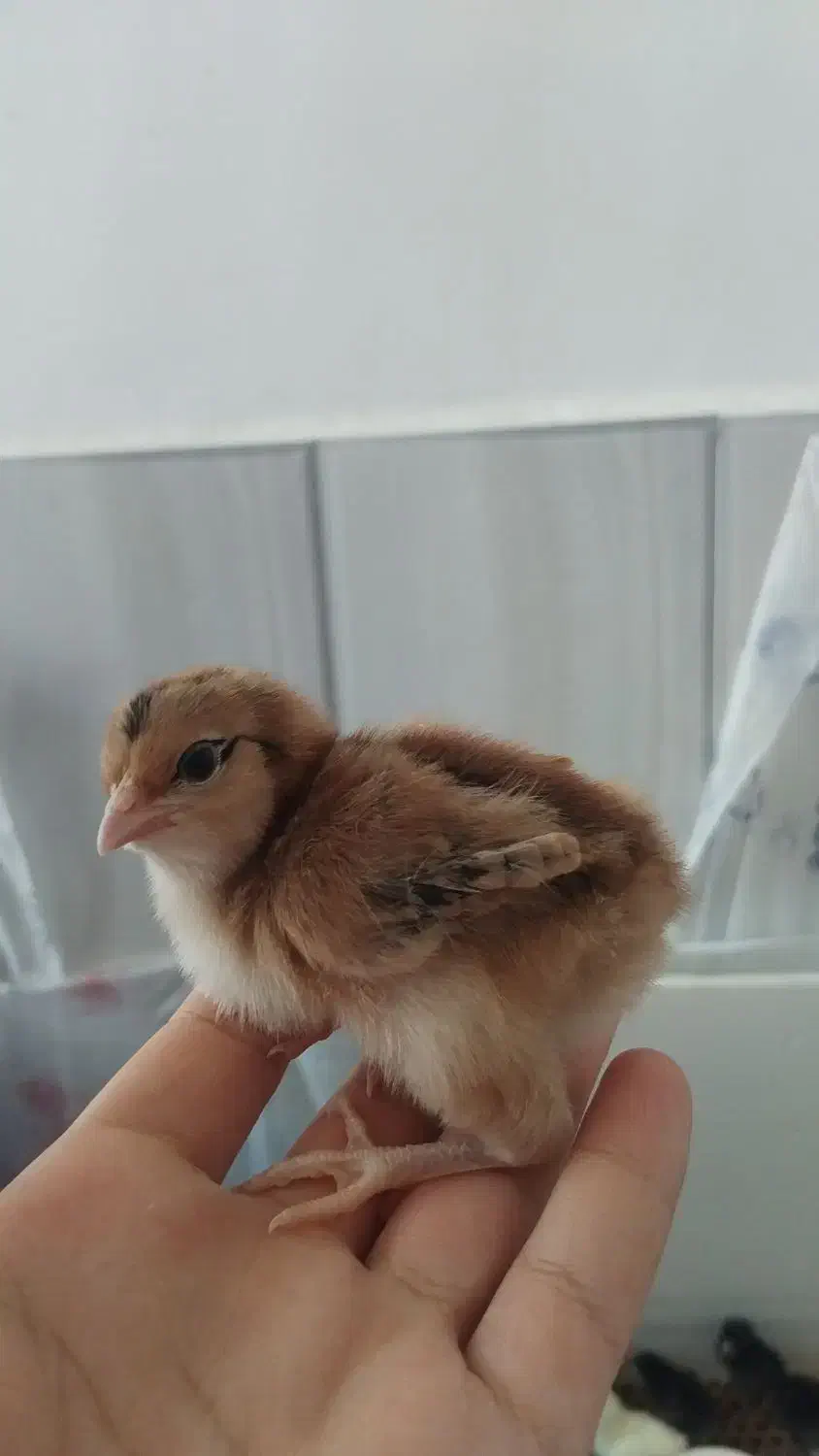 جوجه ی مرغ|حیوانات مزرعه|شیراز, پانصد دستگاه ارتش|دیوار