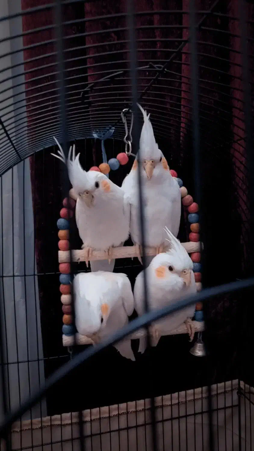 جوجه عروس هلندی لوتینو|پرنده|تهران, باشگاه نفت|دیوار