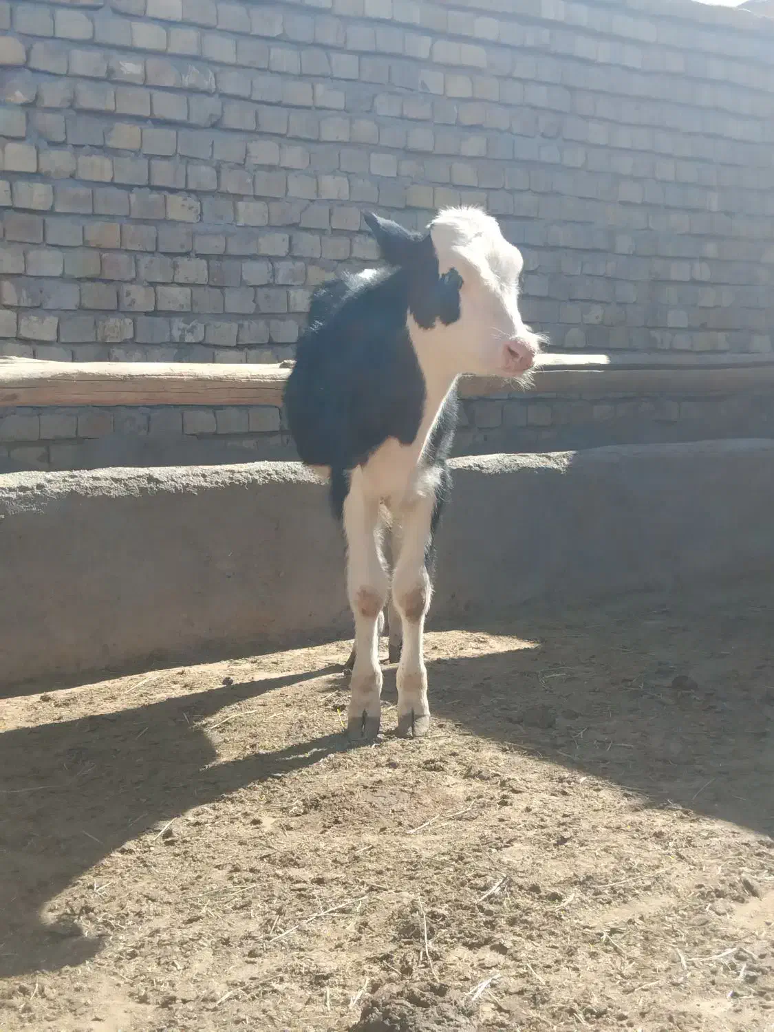 گوساله سیمینتال دشتی|حیوانات مزرعه|رامند, |دیوار