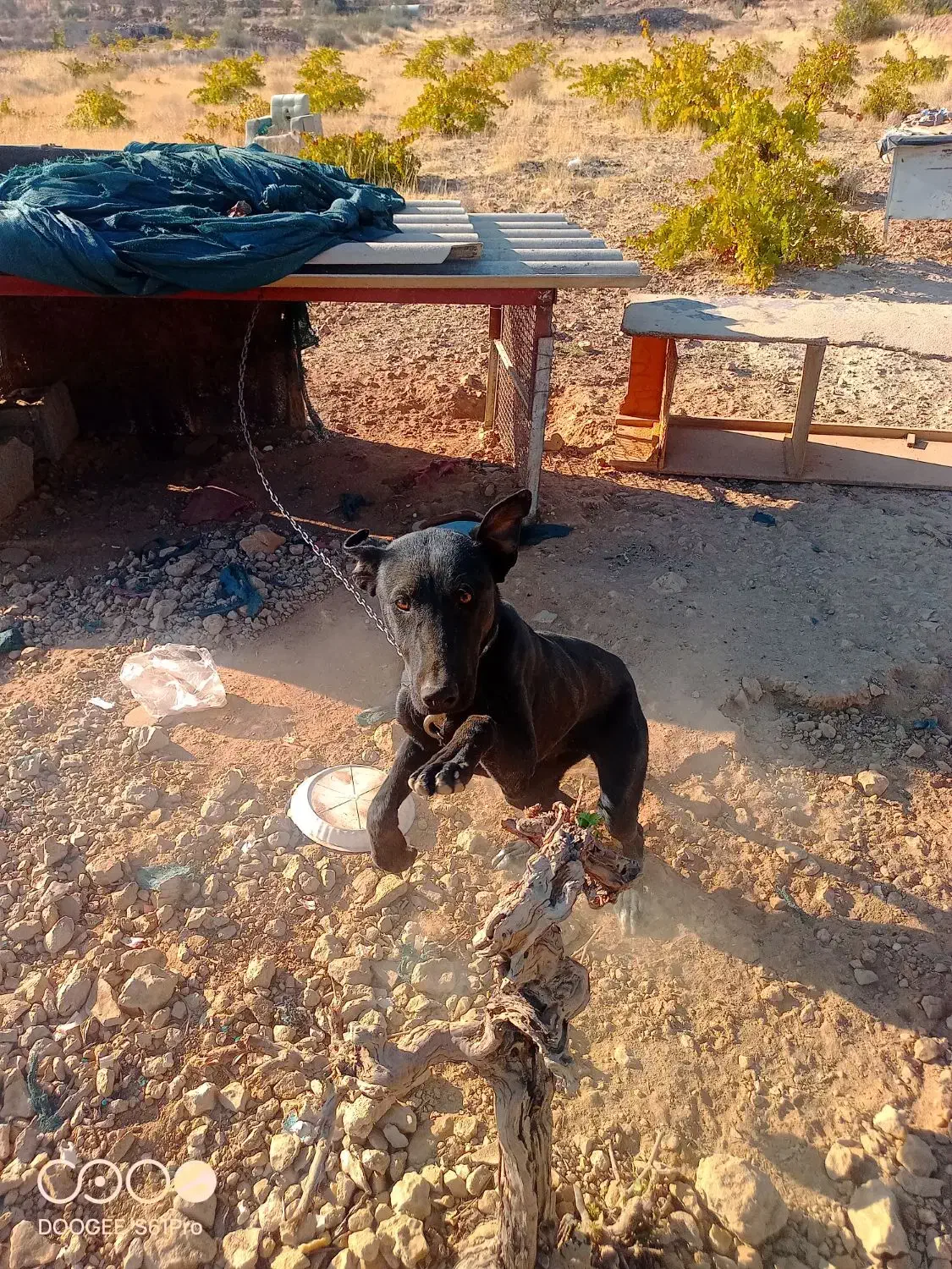 واگذاری سگ دوبرمن|سگ|شیراز, حومه شیراز|دیوار