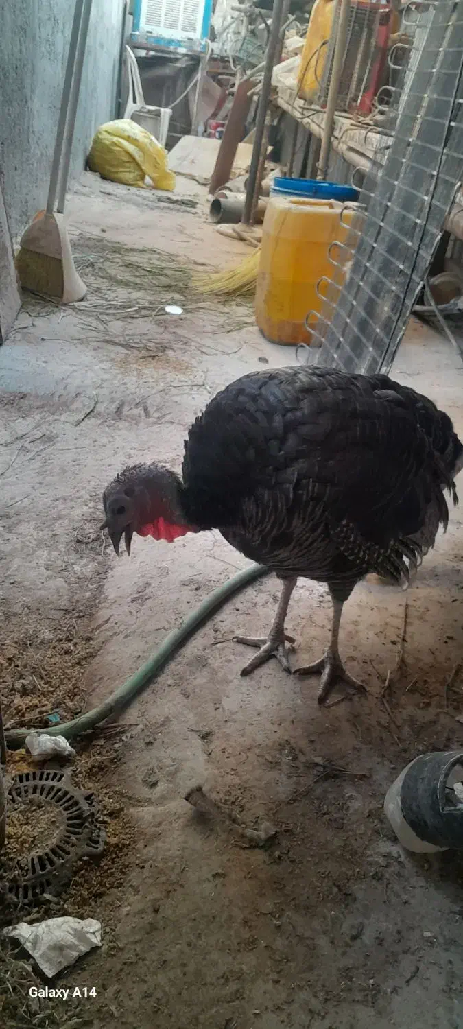 بوقلمون پرورشی رسمی|حیوانات مزرعه|قم, هنرستان|دیوار