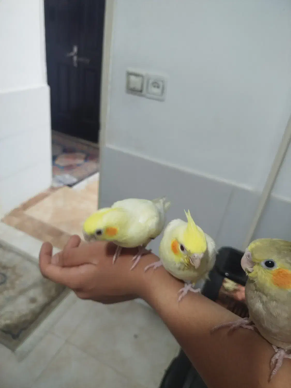 عروس هلندی|پرنده|کمیجان, |دیوار