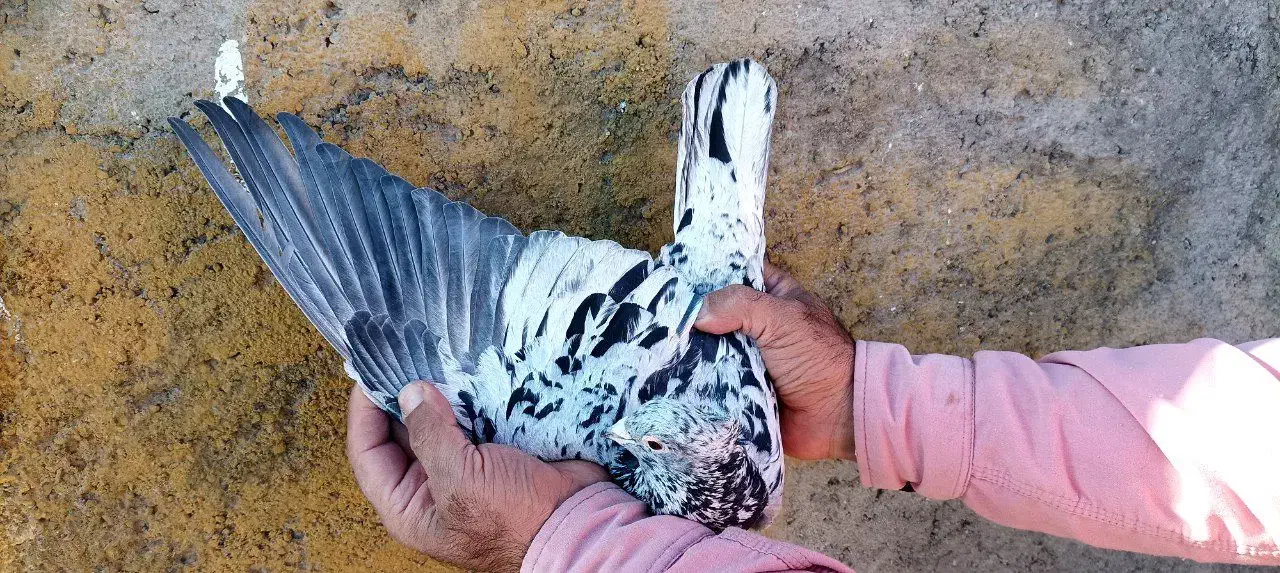 کفترکاشمر|پرنده|کاشمر, |دیوار