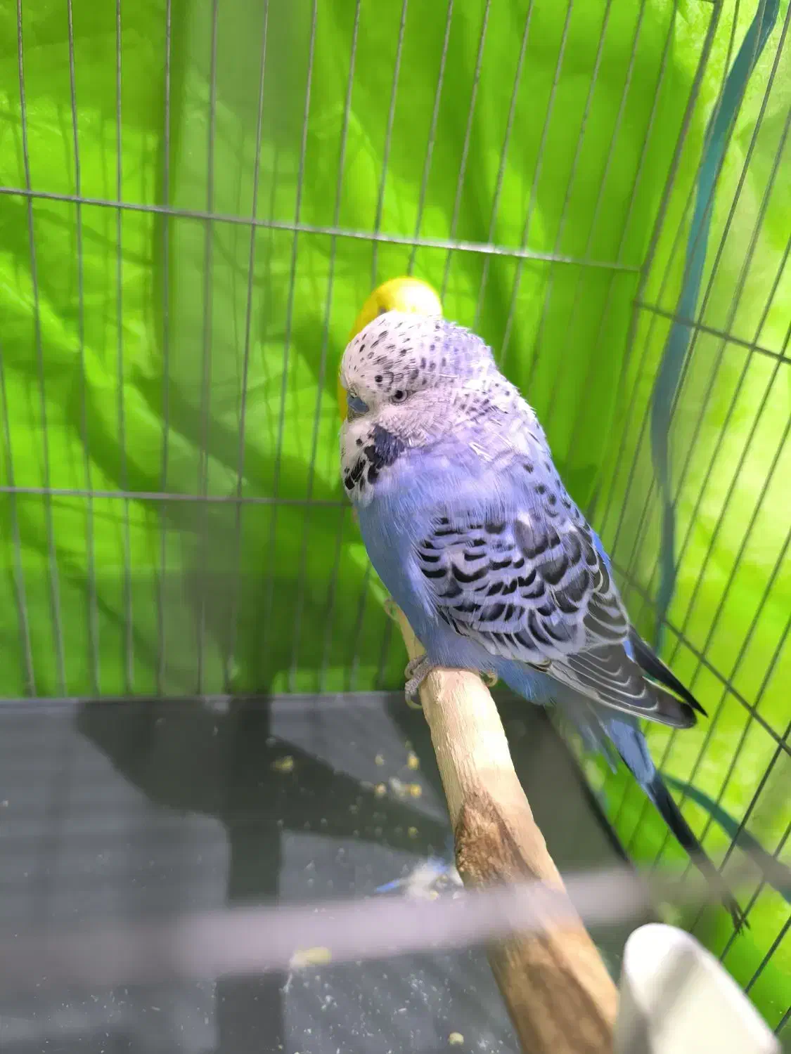 مرغ عشق انگلیسی|پرنده|هشتگرد, فاز ۱ مهستان|دیوار