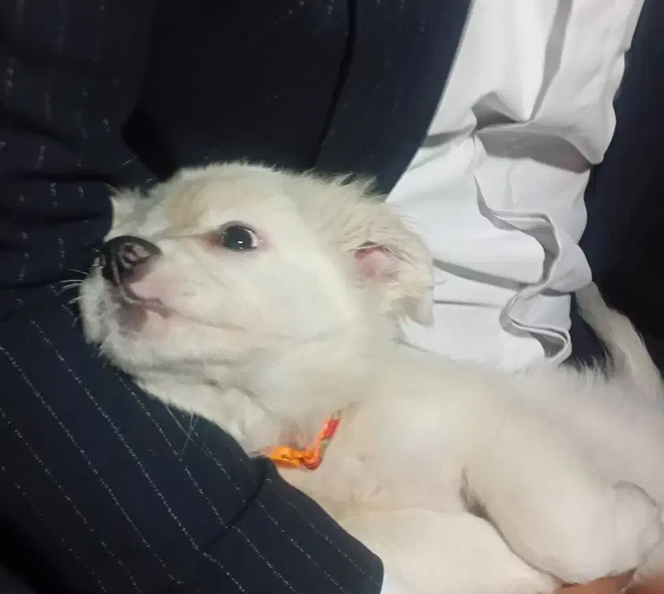 واگذاری سگ|سگ|قم, شهرک سازمان آب|دیوار