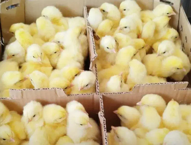 جوجه یک روزه گوشتی نژاد راس|حیوانات مزرعه|بهشهر, |دیوار