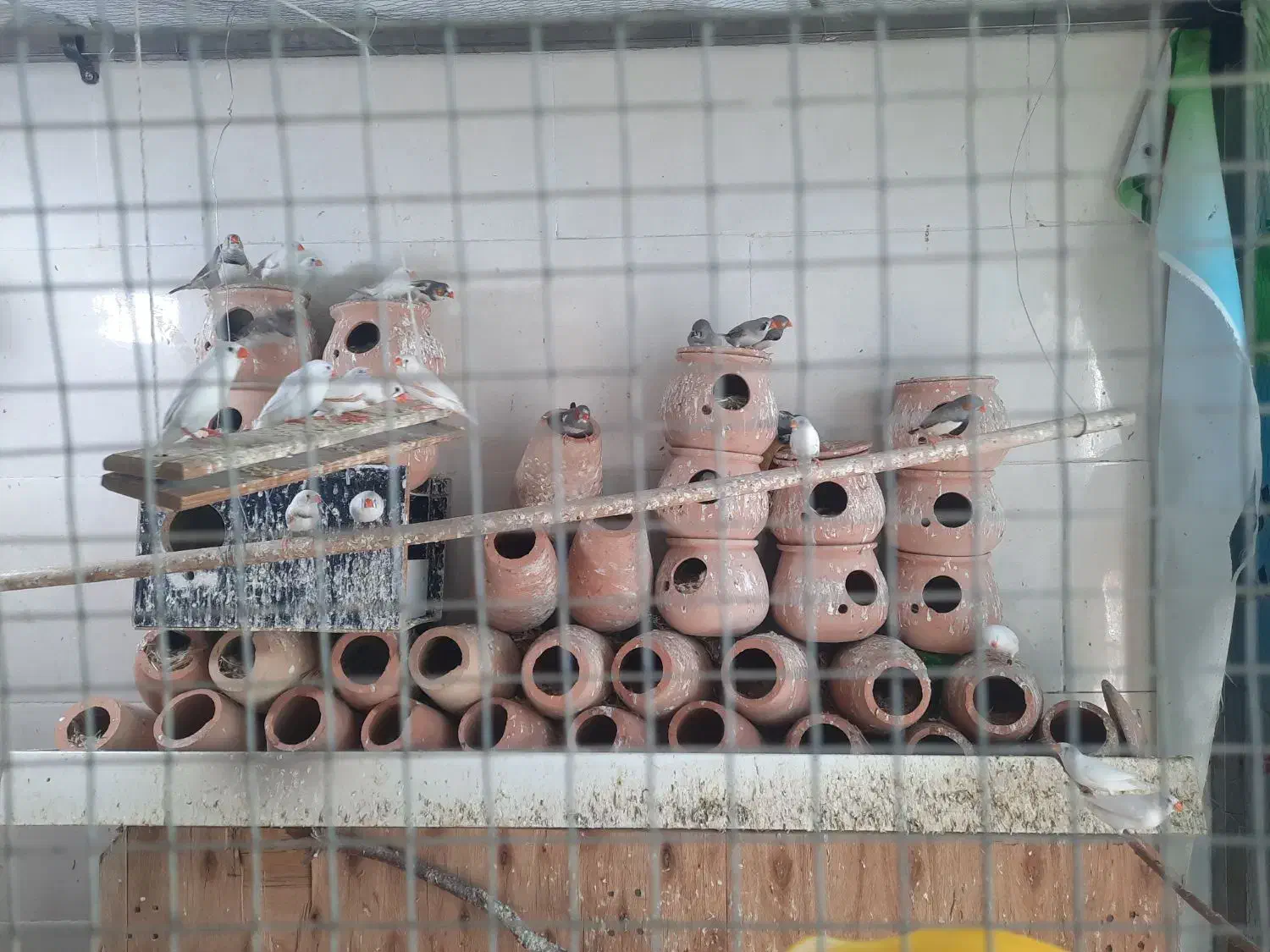 فنچ مولد|پرنده|بیرجند, |دیوار