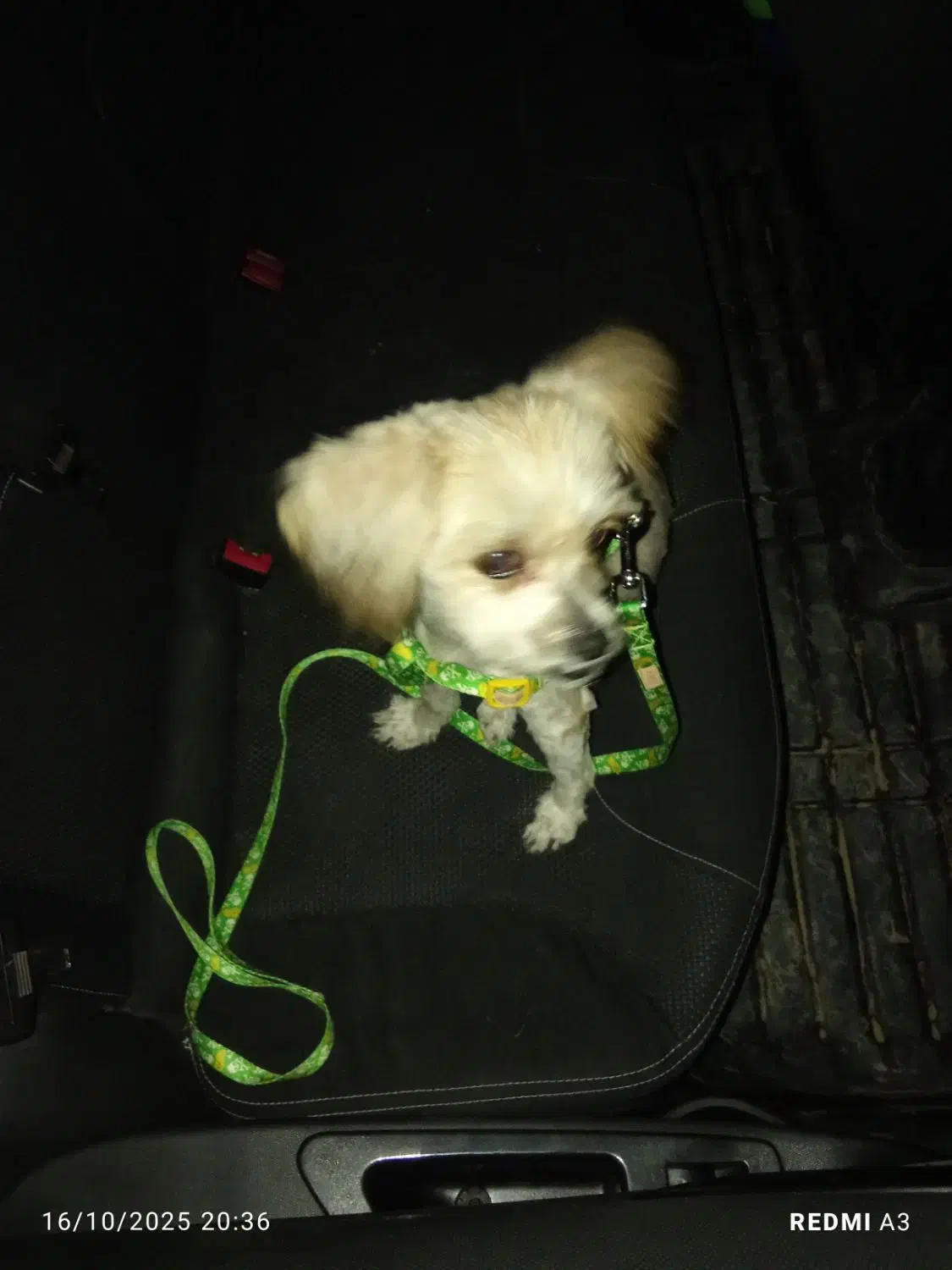 سگ خانگی|سگ|اسلامآباد غرب, |دیوار