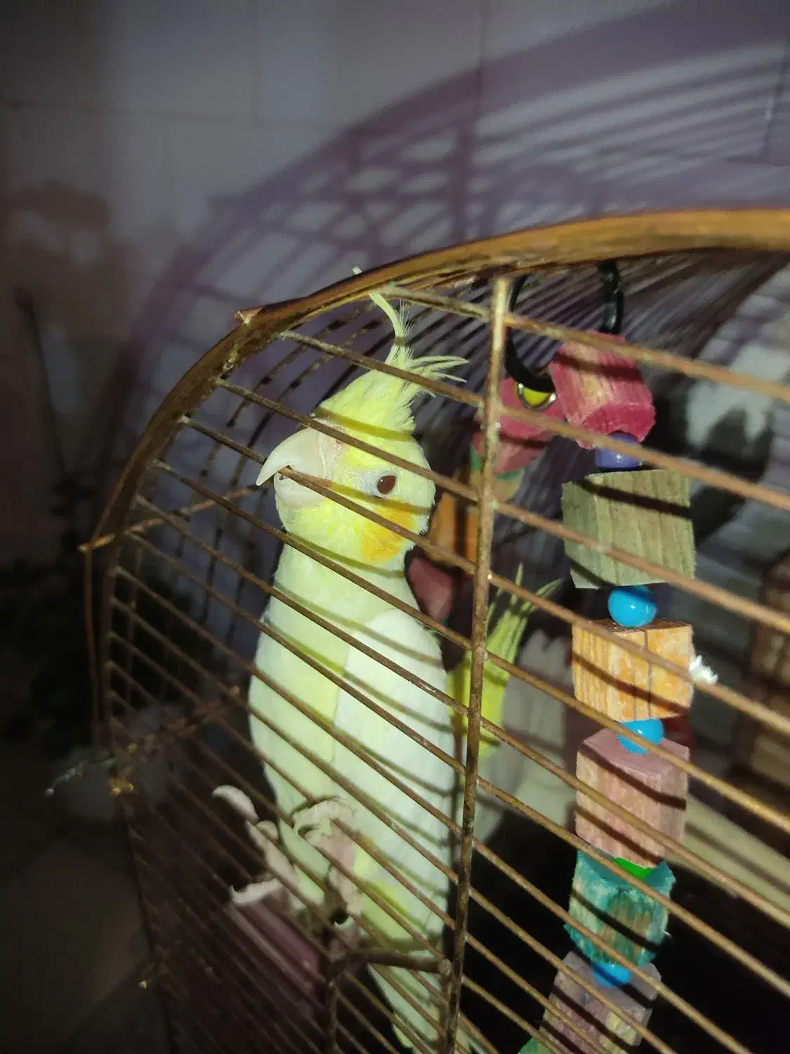 عروس هلندی|پرنده|سرپل ذهاب, |دیوار