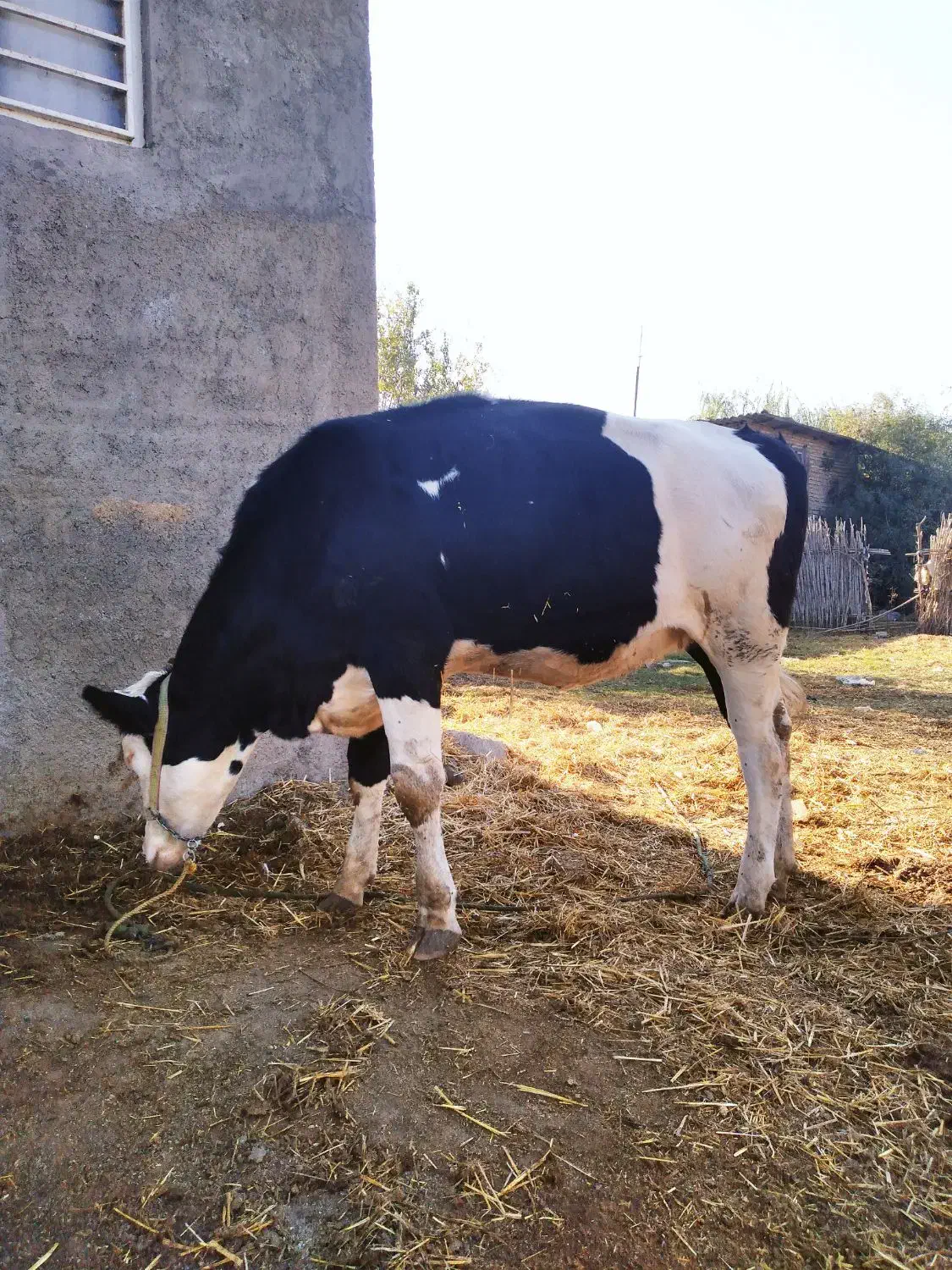 گوساله|حیوانات مزرعه|رامیان, |دیوار