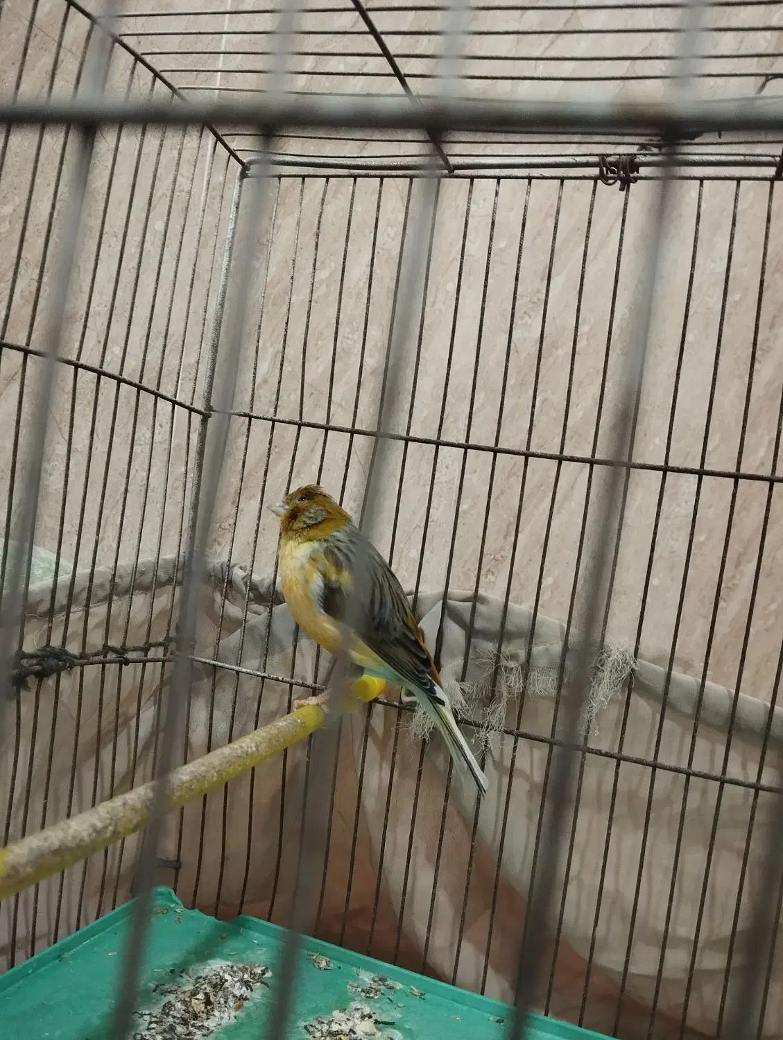 قناری نر|پرنده|برازجان, |دیوار