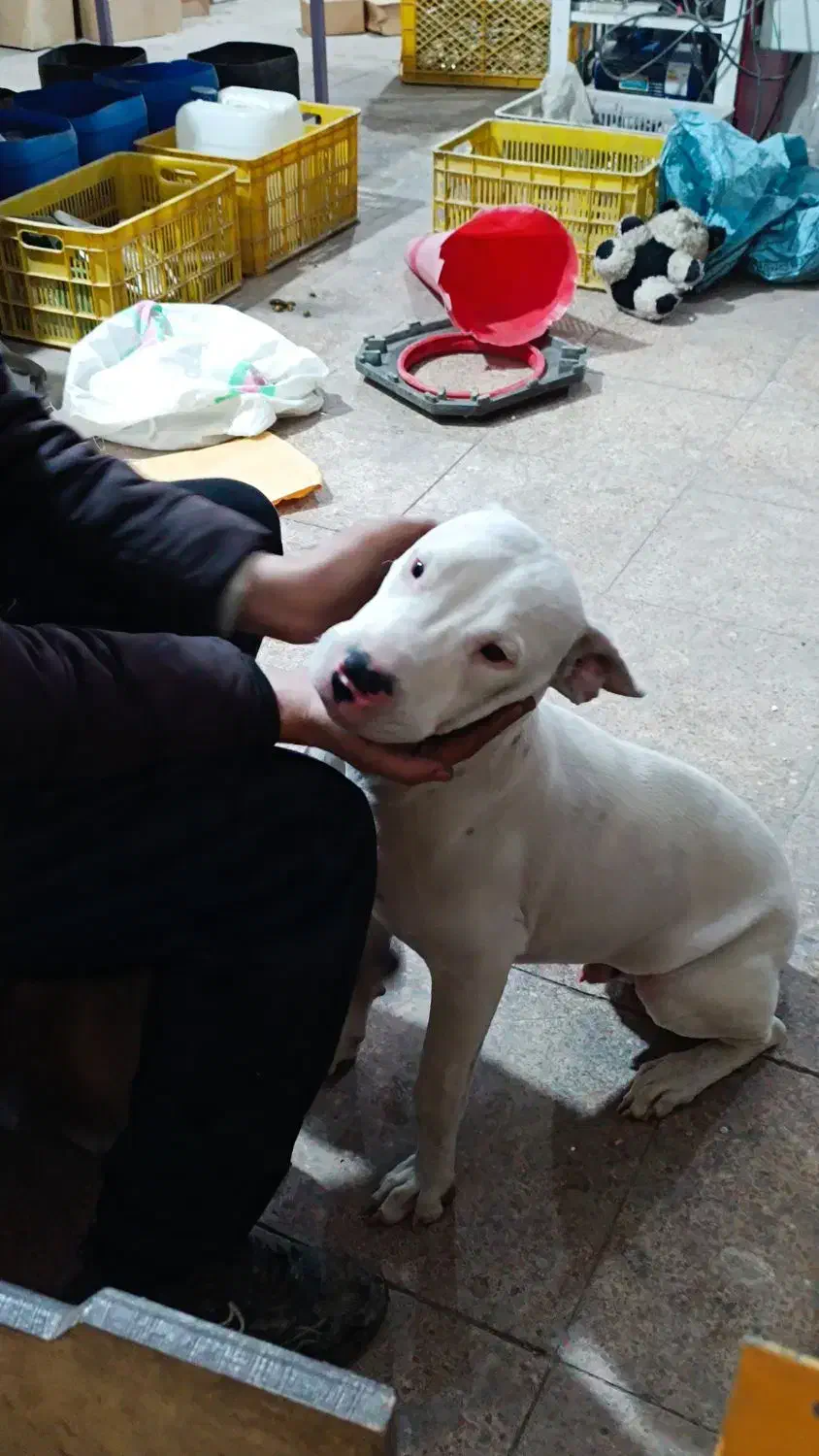 سگ نژاد داگو|سگ|چهاردانگه (تهران), |دیوار