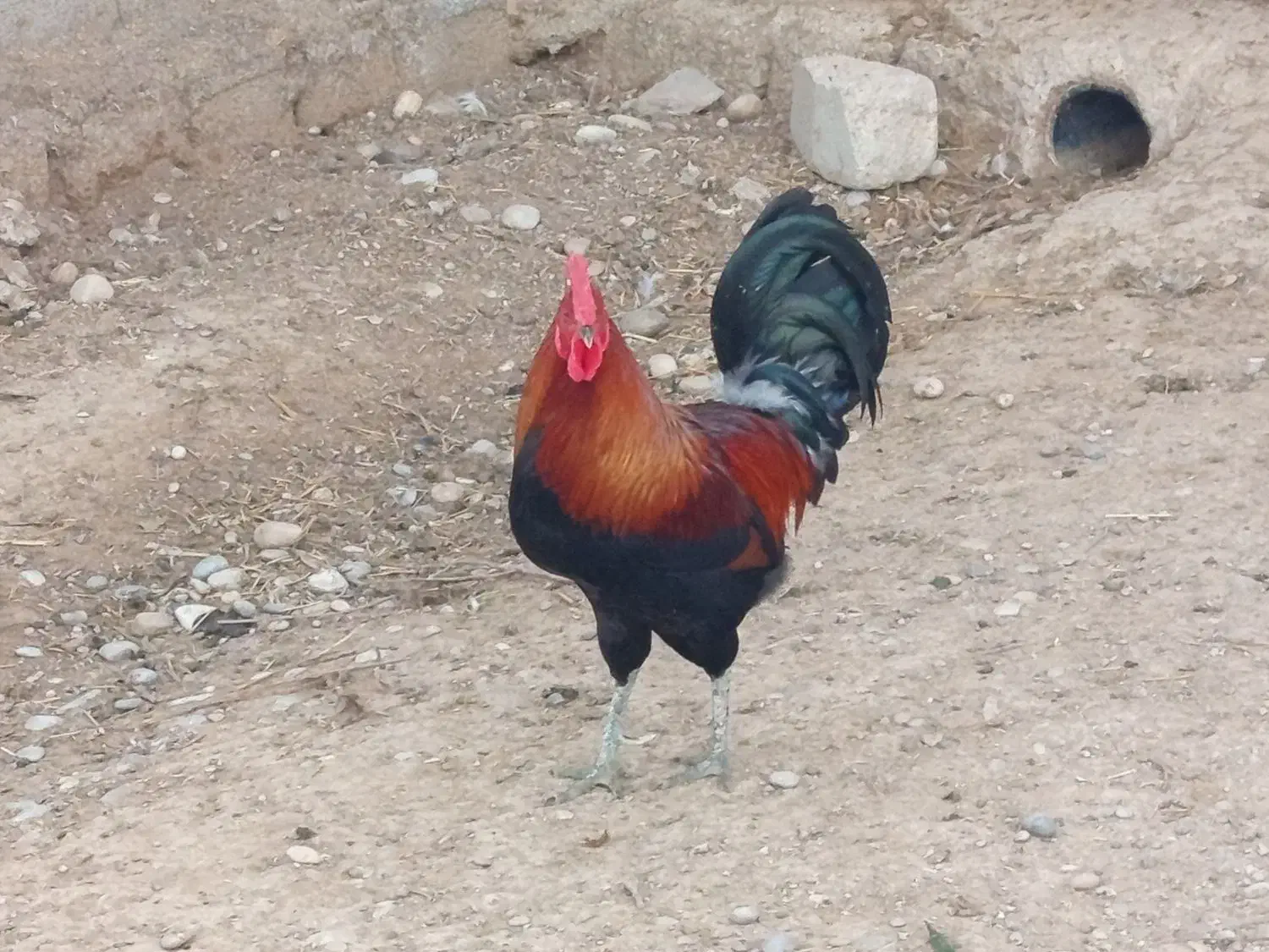 خروس 7500|حیوانات مزرعه|امیدیه, |دیوار