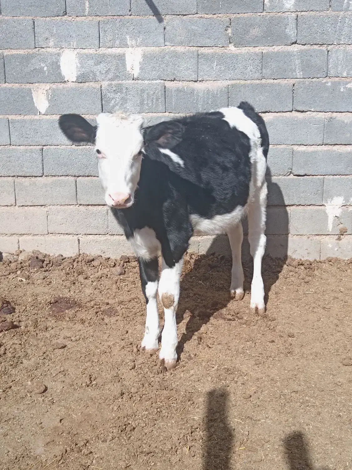 دو عدد گوساله ماده به فروش میرسد|حیوانات مزرعه|تربتحیدریه, بالا ولایت|دیوار