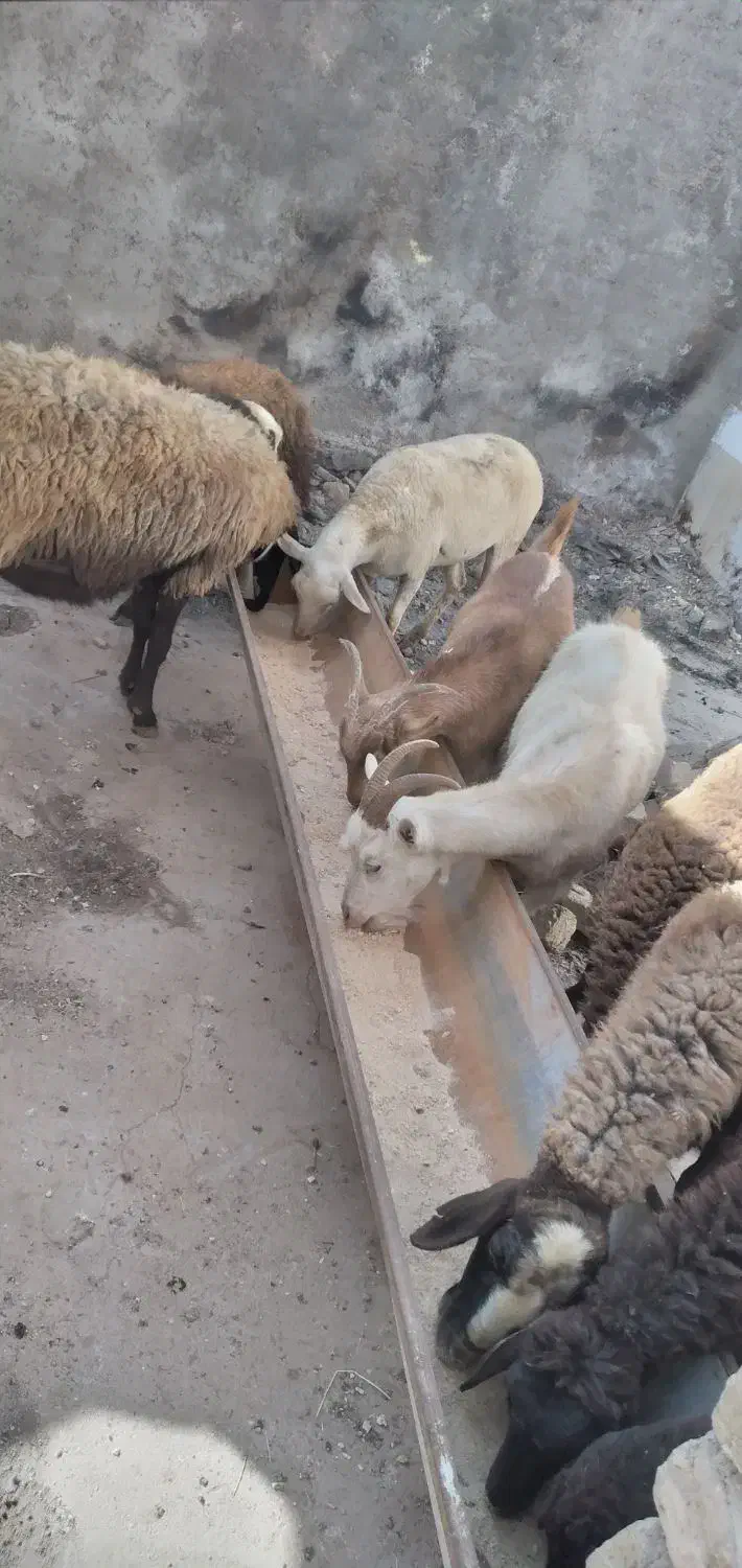 فروش سه رس دو شال ویک قزل|حیوانات مزرعه|اقبالیه, |دیوار