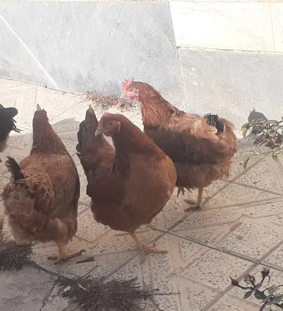 فروش مرغ تخمگذار. پا پر  و محلی تخم مرغ بزرگ|حیوانات مزرعه|ابهر, |دیوار