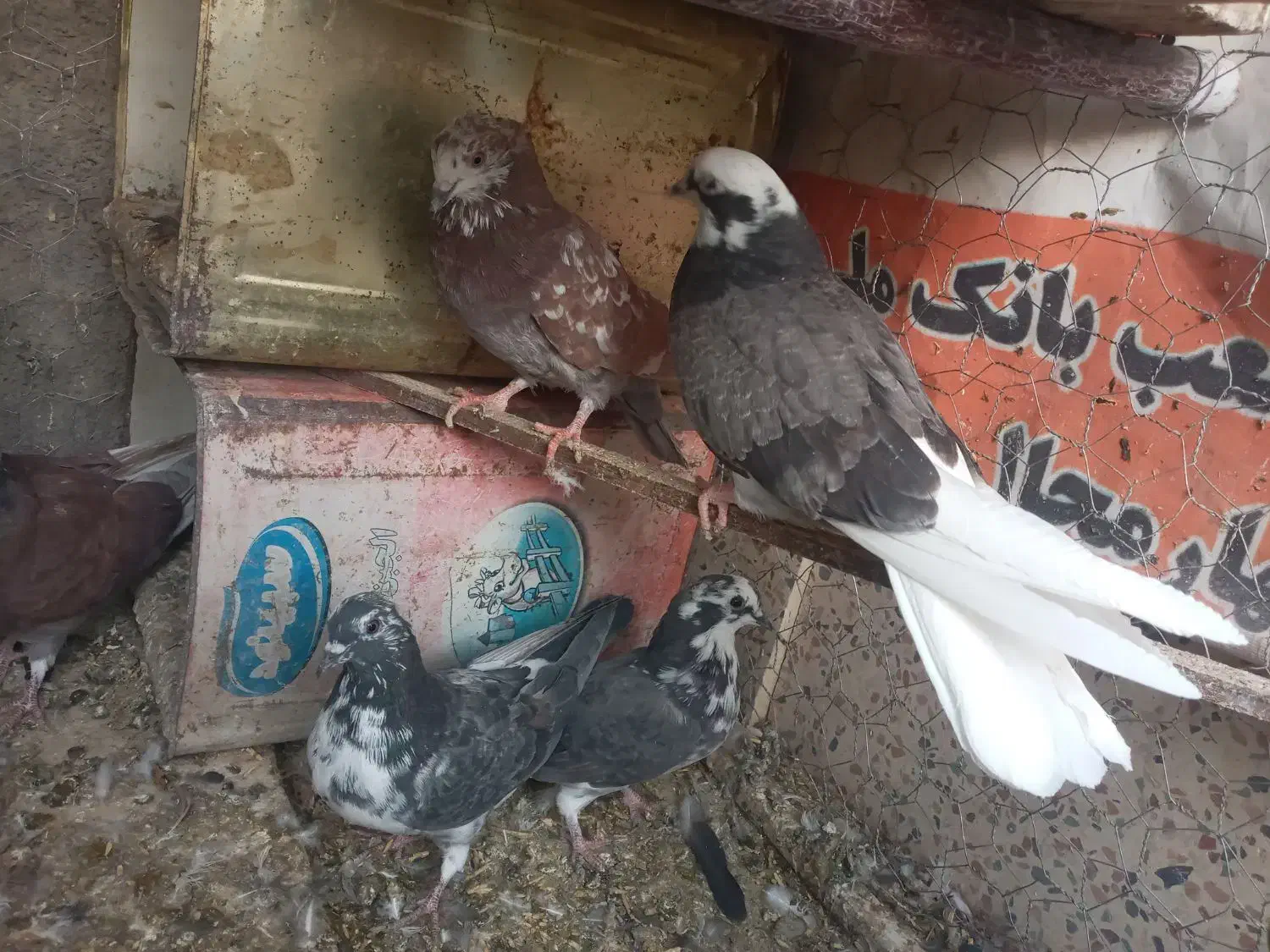 کاشونی|پرنده|فولادشهر, فولادشهر|دیوار