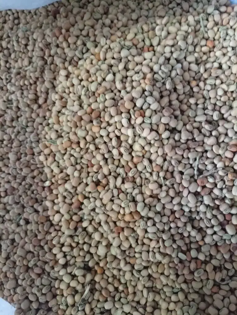 لوبیا جیرفتی یامحلی قیمت مناسب|خوردنی و آشامیدنی|رودخانه, |دیوار