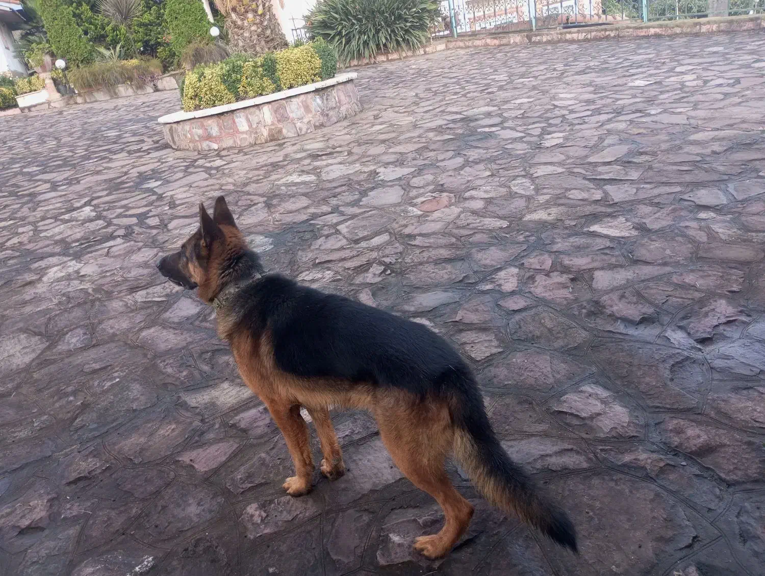 سگ ژرمن موکوتاه|سگ|رامسر, |دیوار