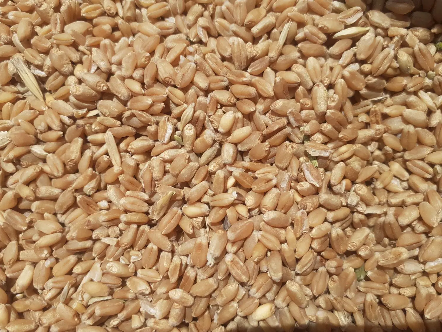 گندم وجو|عمدهفروشی|امیدیه, |دیوار