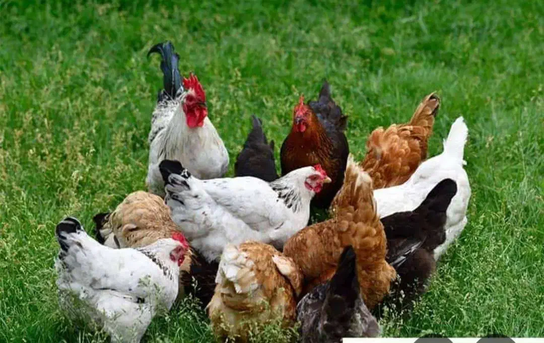 پناهنده|خوردنی و آشامیدنی|سوق, |دیوار