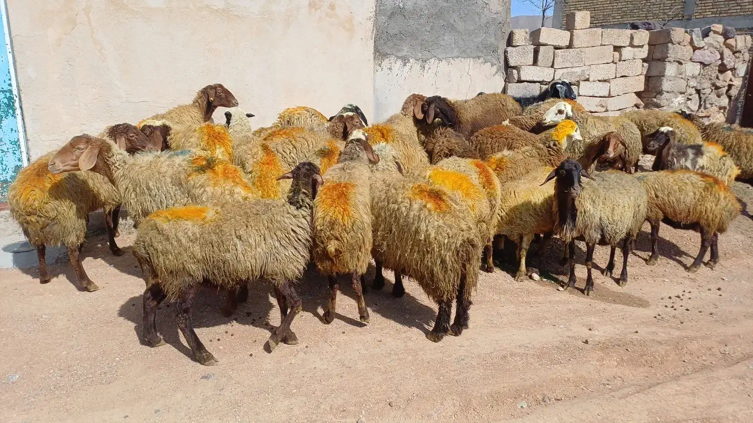 ۲۸ راس میش و گوسفند جوان با بره درشت پاییزه|حیوانات مزرعه|سنندج, |دیوار