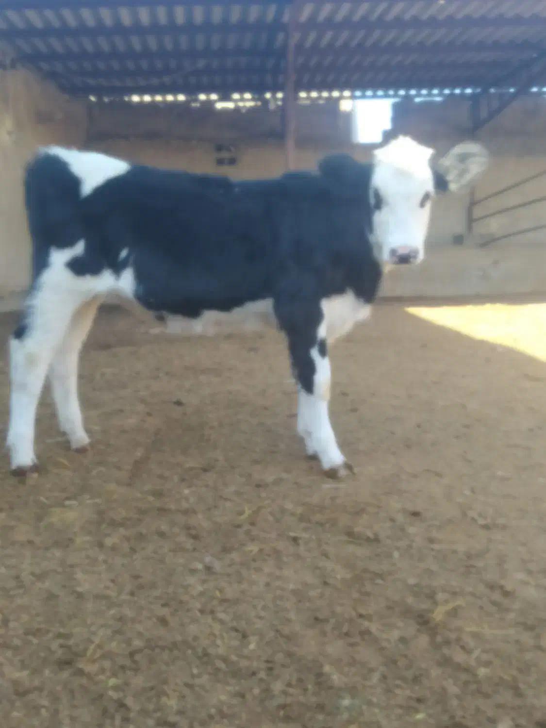 گوساله سیمینتال ماده|حیوانات مزرعه|بجنورد, |دیوار