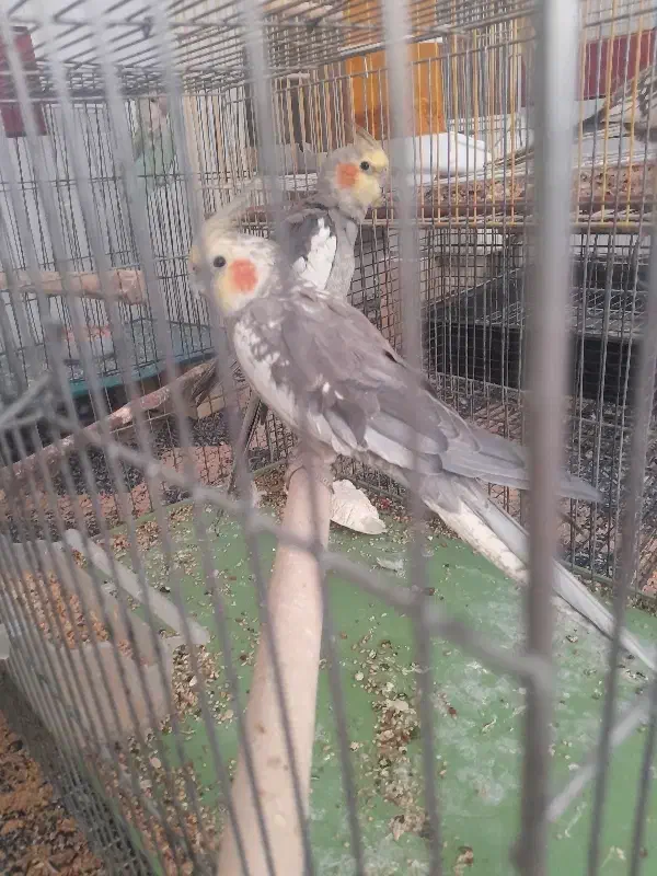 عروس هلندی|پرنده|آباده, |دیوار