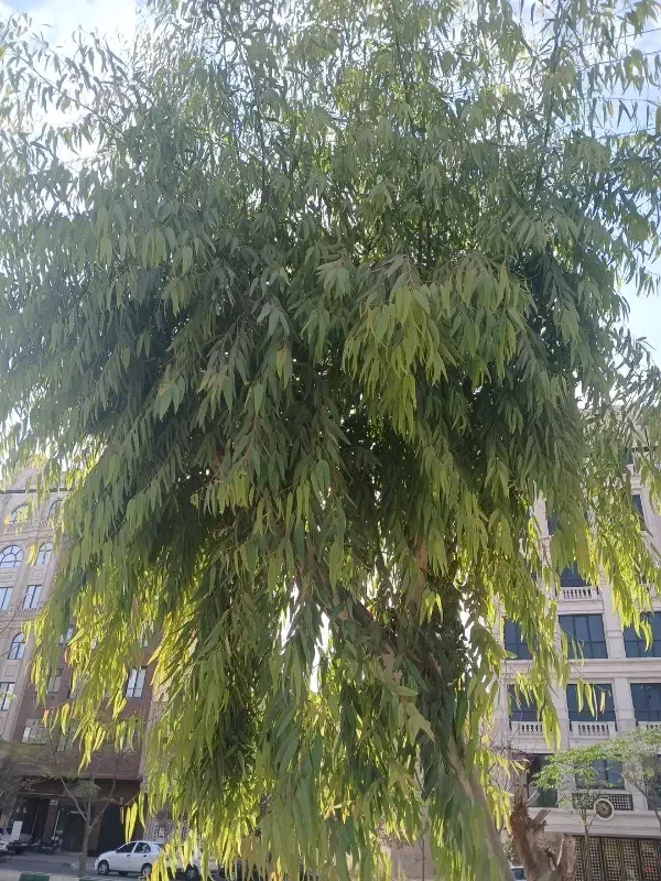 اجاره آپارتمان|اجارهٔ آپارتمان|قم, شهرک قدس|دیوار