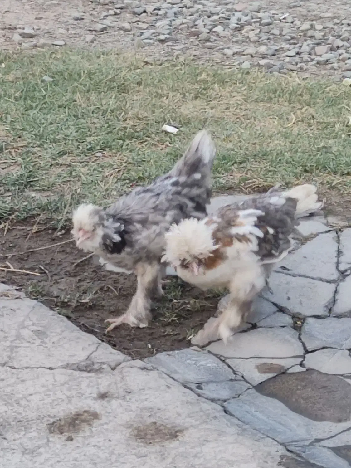 مرغ پاپر نژاد دار|حیوانات مزرعه|احمدآبادمستوفی, |دیوار