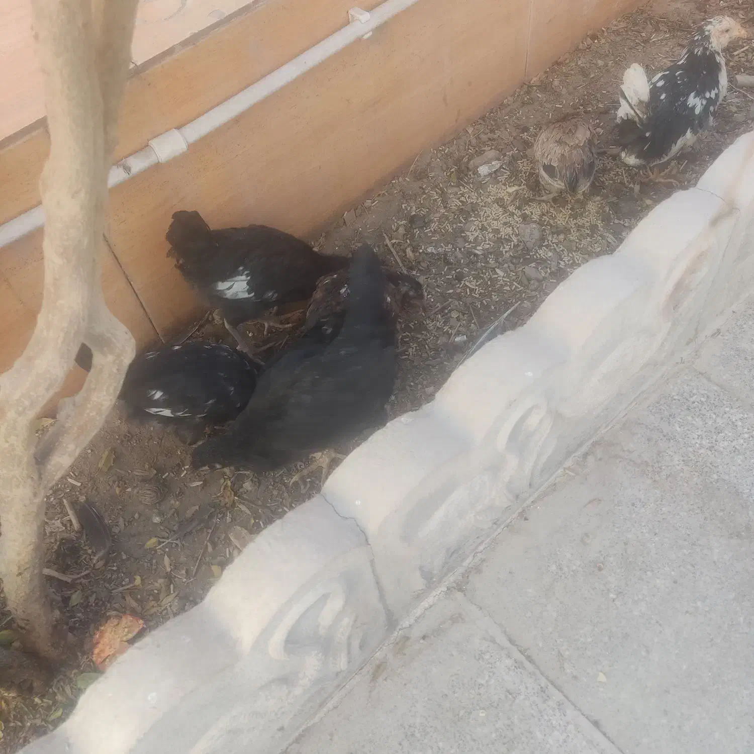 جوجه و خروس گلین|حیوانات مزرعه|زرند, |دیوار