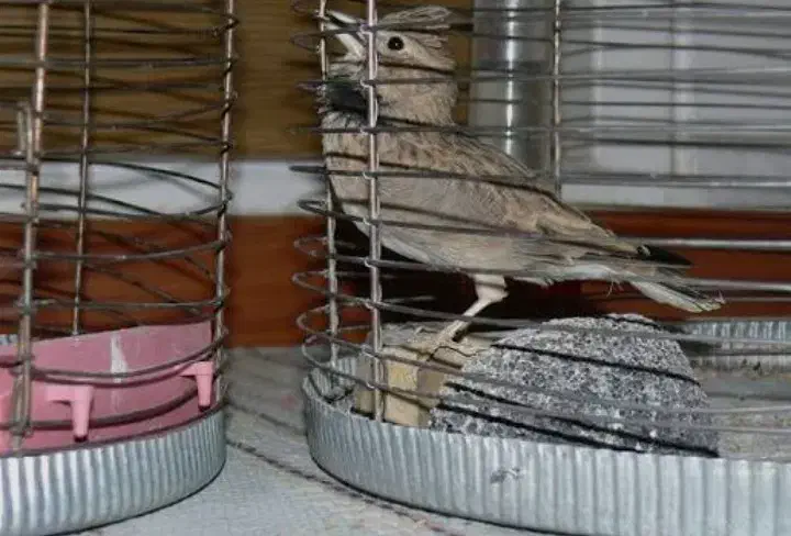 اسباب بازی مجسمه پرنده|اسباببازی|تویسرکان, |دیوار