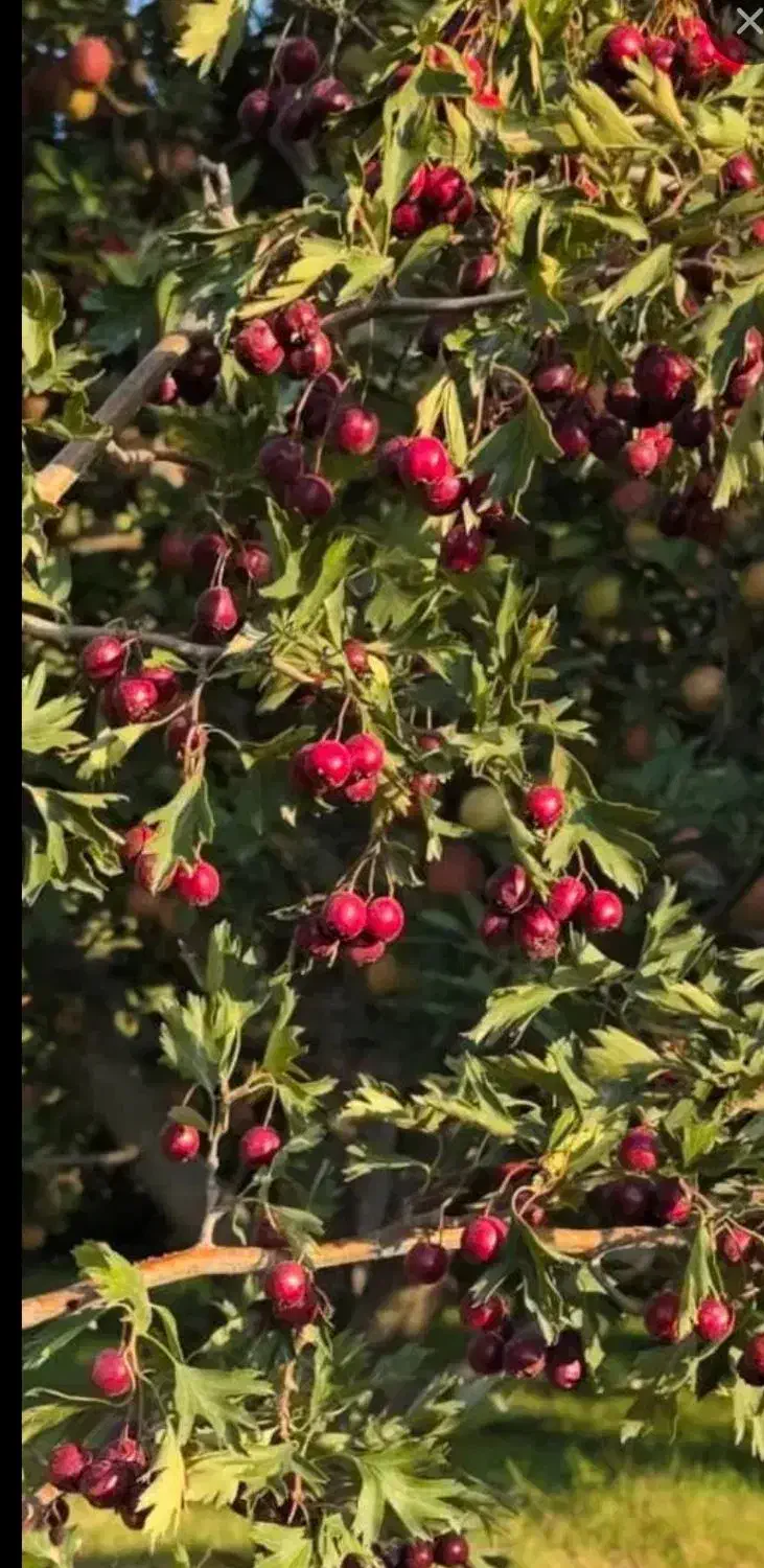 زالزالک شیرین وخوشمزه کیلویی ۱۸۰ت|حراج|خوی, |دیوار