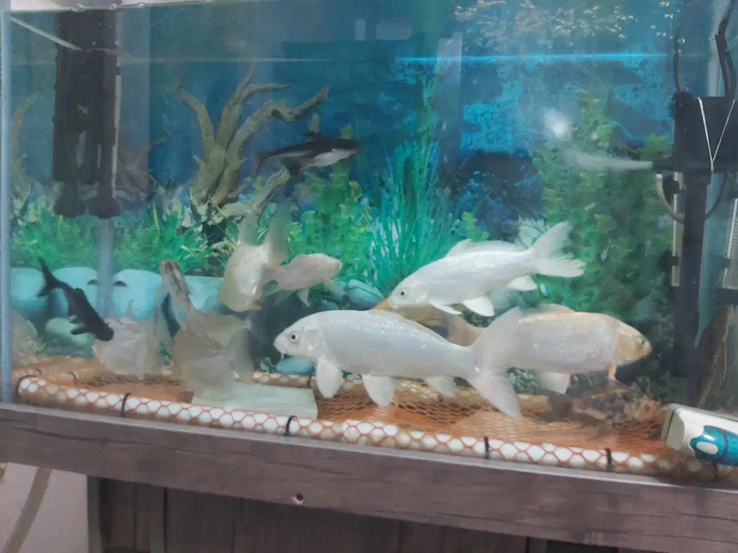 ماهی کوی|ماهی|اسلامشهر, شهرک سعیدیه|دیوار