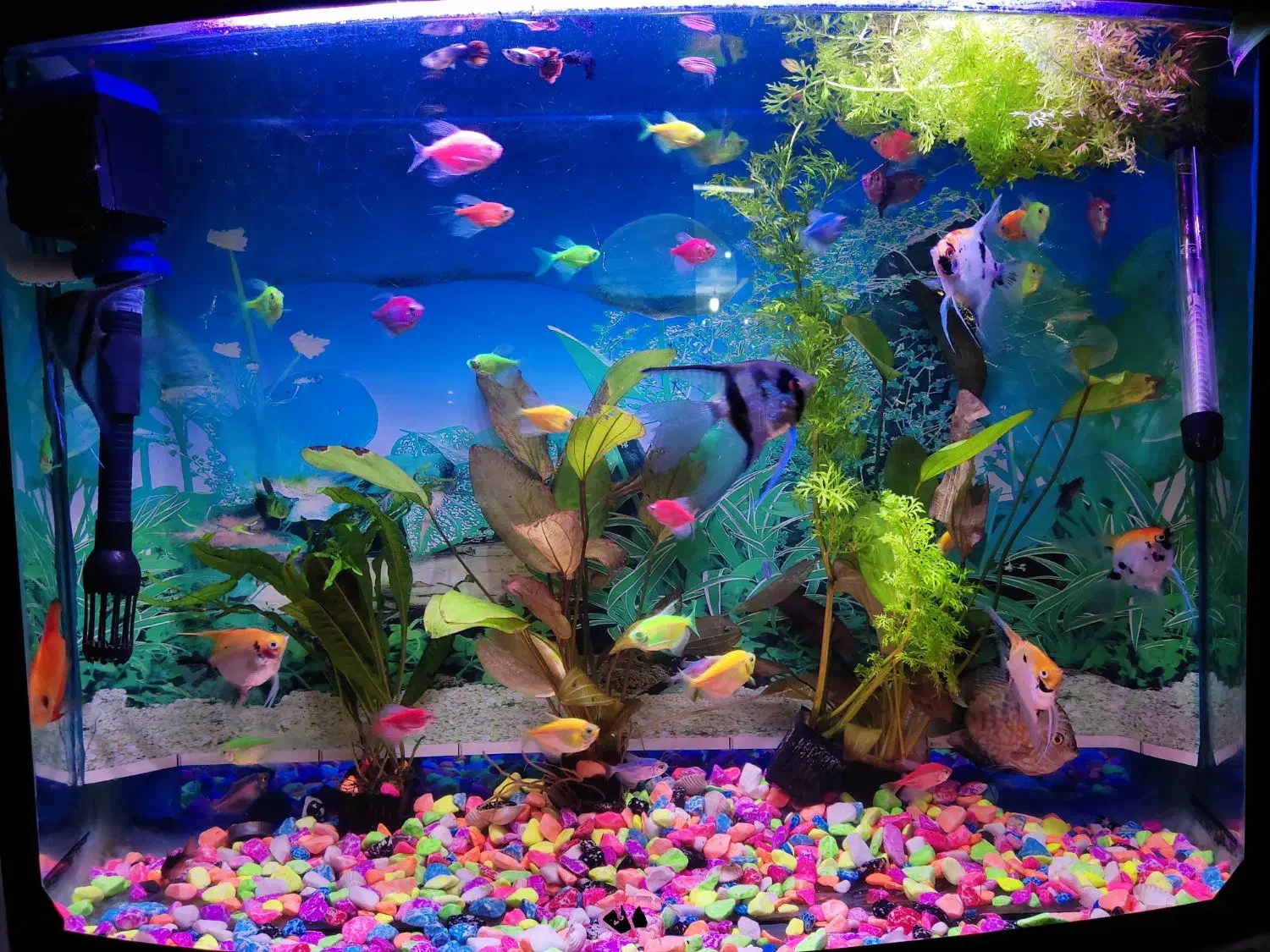 ماهی کالر|ماهی|ارومیه, |دیوار