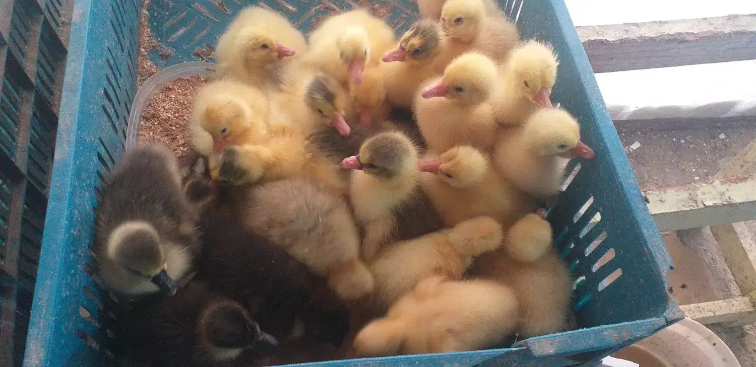 جوجه غاز ۳روزه|حیوانات مزرعه|بندر ترکمن, |دیوار