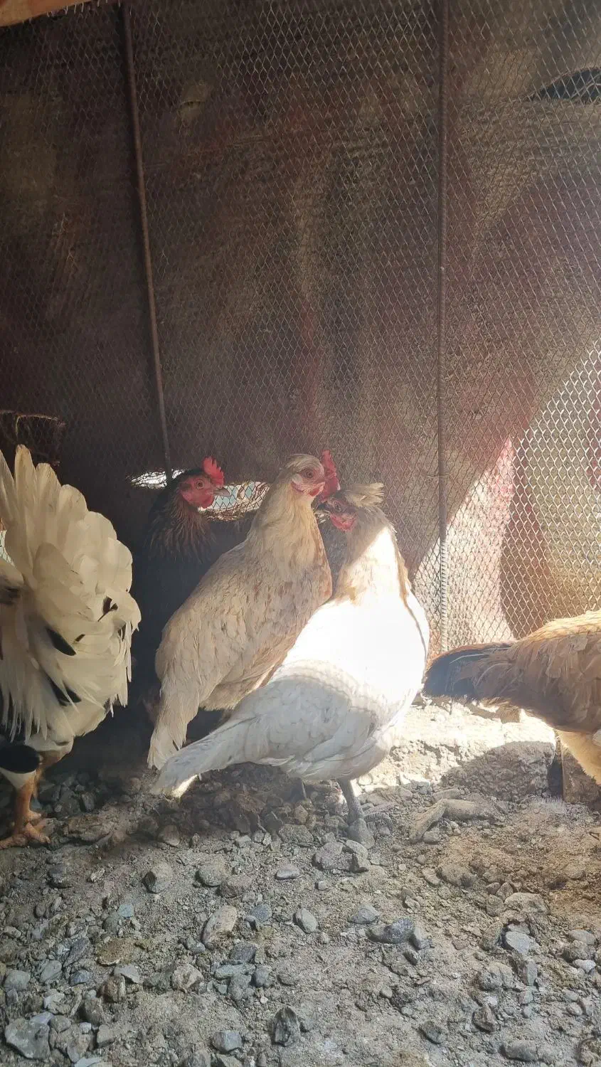 جوجه مرغ|حیوانات مزرعه|رودان, |دیوار