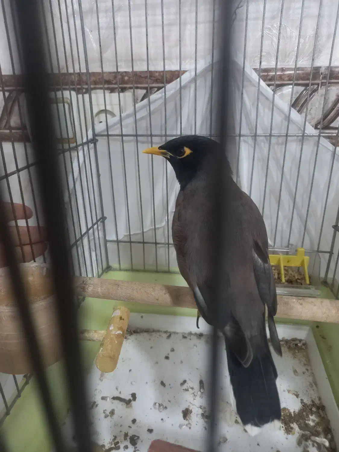 مرغ مینا باهوش و زرنگ|پرنده|پاکدشت, پاکدشت (مامازند)|دیوار