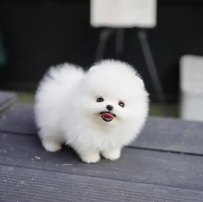 فرروش بدون واسطه توله پوی مینیاتوری و پامرانیین|سگ|اصفهان, جلفا|دیوار