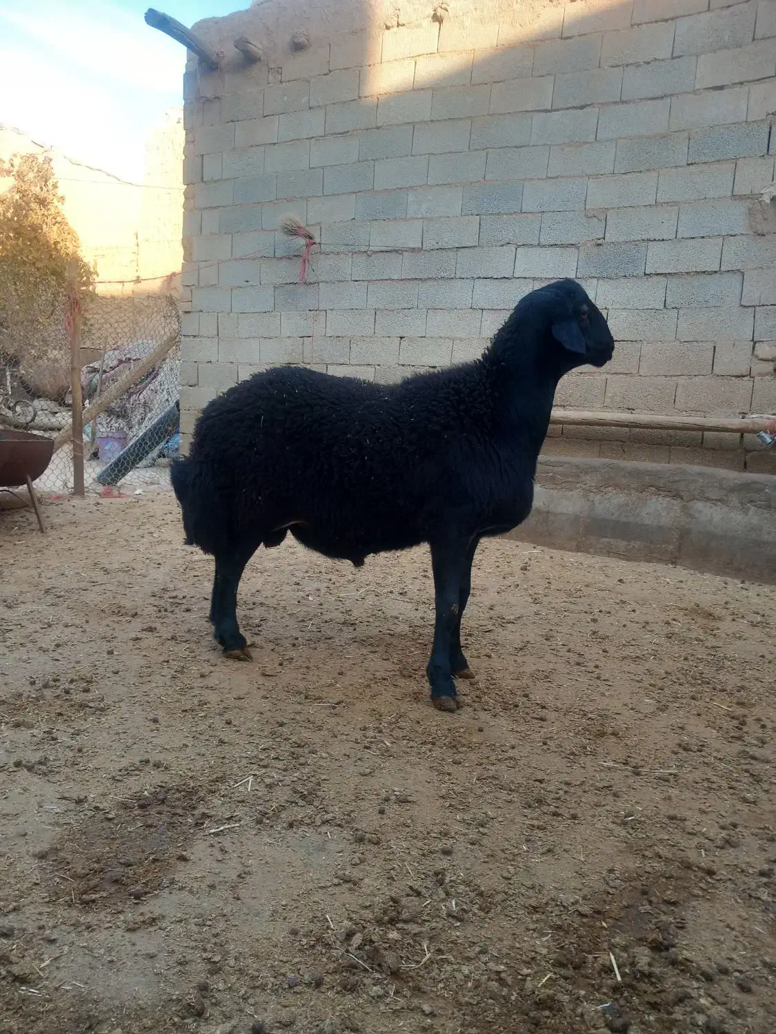 میش نر|حیوانات مزرعه|کبودرآهنگ, |دیوار