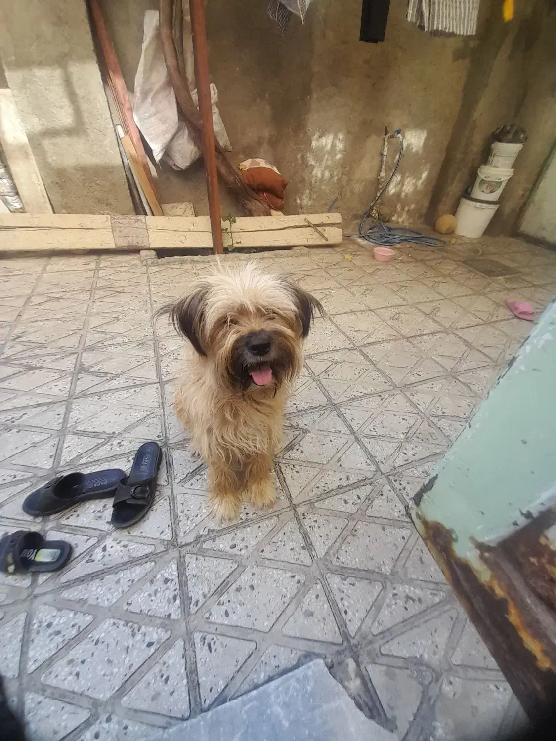 حیوانات خانگی|سگ|اسدآباد, |دیوار