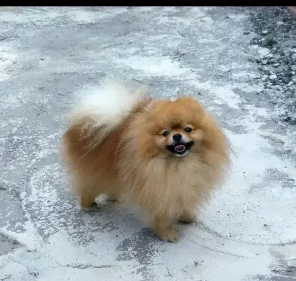 پامرآنین کیفیت فضایی|سگ|مشهد, وکیلآباد|دیوار