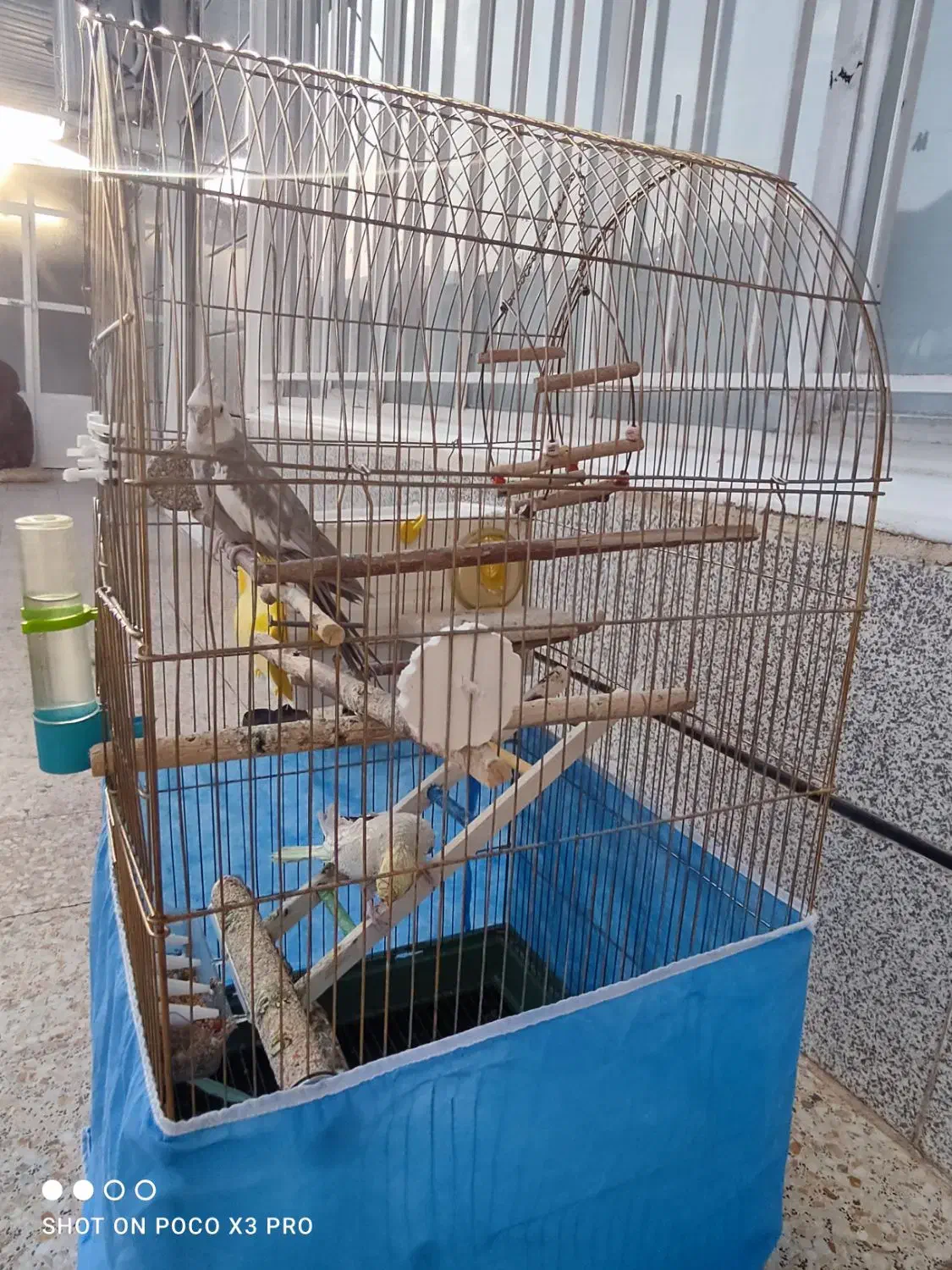 عروس هلندی مولد|پرنده|پاوه, |دیوار